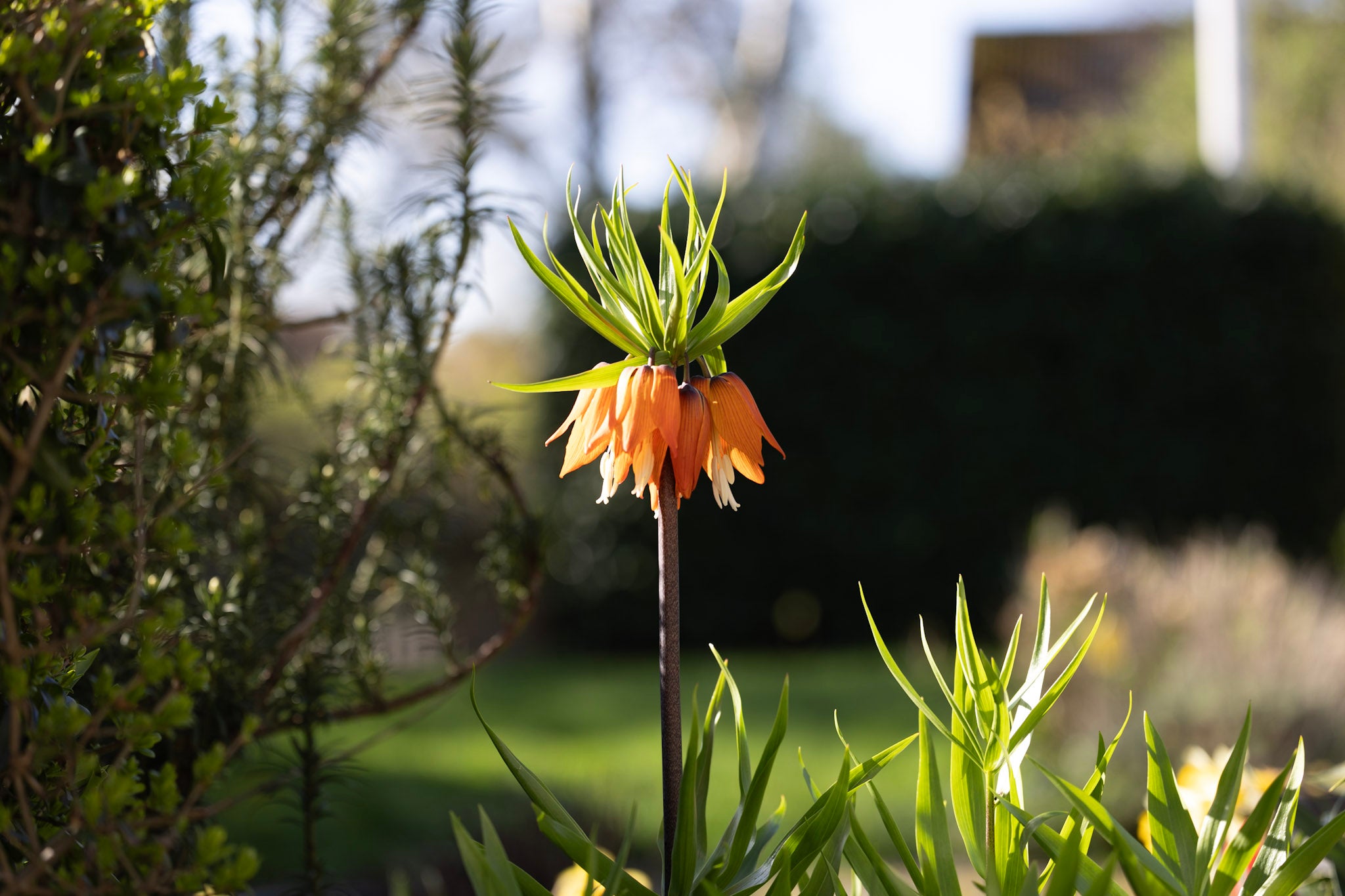 Kejserkrone - Guide til dyrkning og pasning af kejserkrone